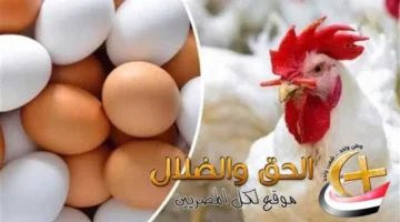 ثبات الأسعار.. استقرار أسعار الدواجن البيضاء وكرتونة البيض ببداية تعاملات الثلاثاء 18 نوفمبر 2025